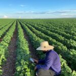 Opinião: O agronegócio e a reforma tributária