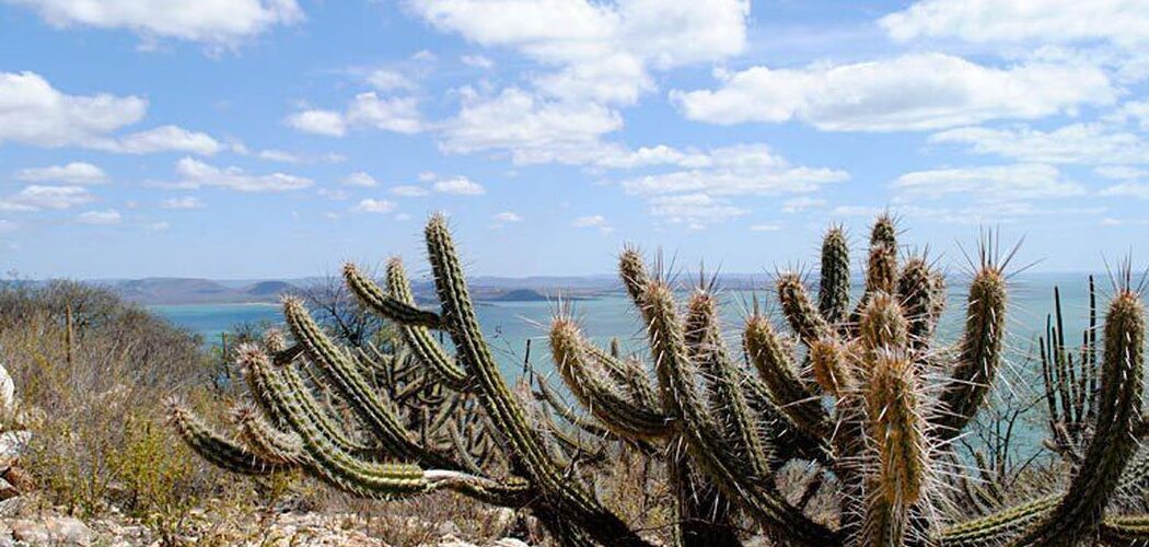 Meio Ambiente: Mudanças climáticas podem gerar perda de espécies na Caatinga