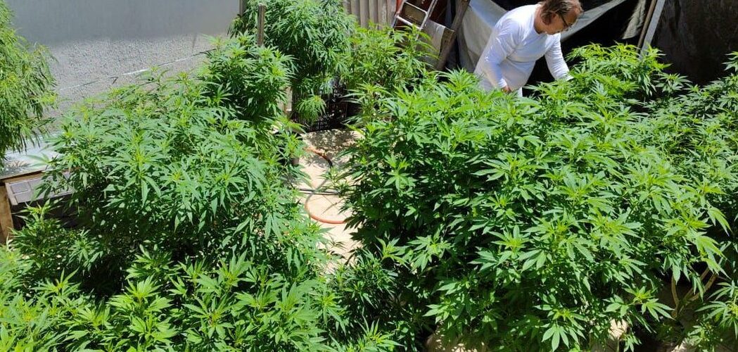 Alteração: Anvisa proíbe importação de cannabis in natura e partes da planta