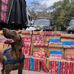 Segurança: PRF apreende 2 toneladas de maconha escondida em carreta na Via Dutra