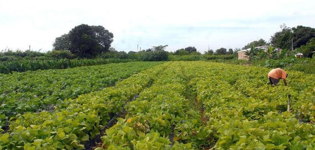 Agronegócio: Governo federal lança Plano Safra para agricultura familiar da Amazônia