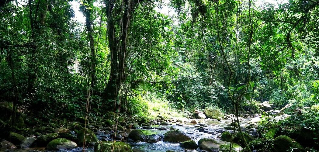 Meio Ambiente: SOS Mata Atlântica mapeia 1,5 mil unidades de conservação municipais