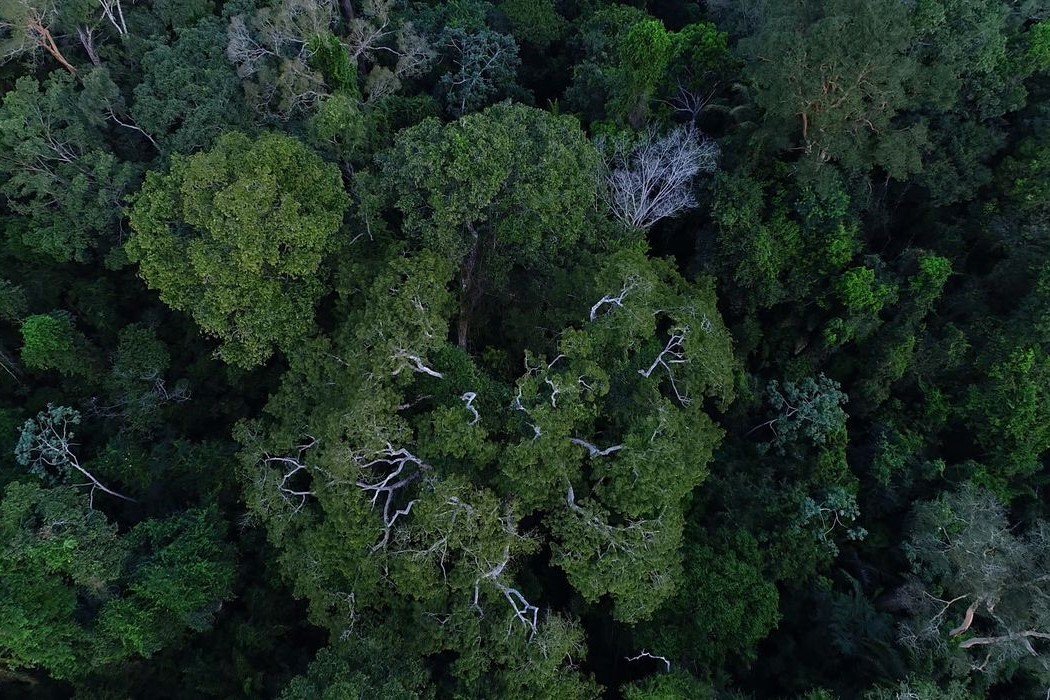 Natureza Brasil Perde 15 De Florestas Naturais Em Quase 40 Anos Diz Mapbiomas ‣ Portal Terra 6309
