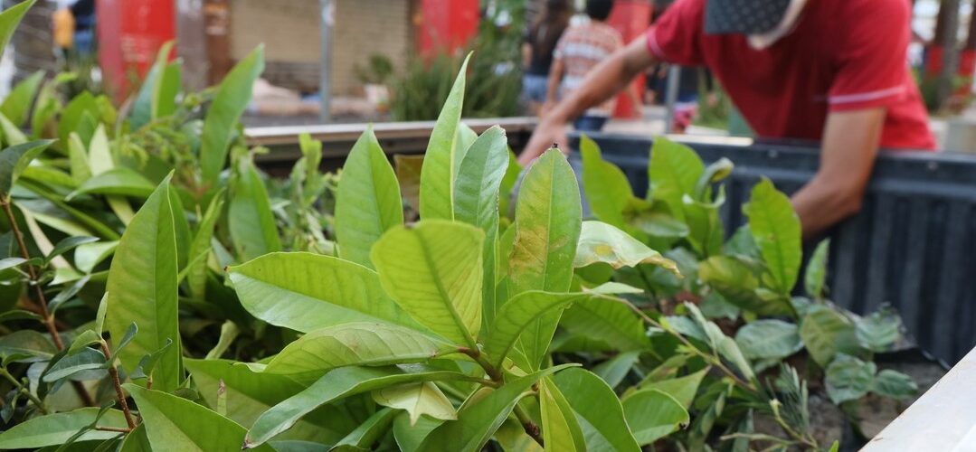 De Pacoti para o Ceará Natal de Luz 100.000 mudas serão distribuídas em 2023