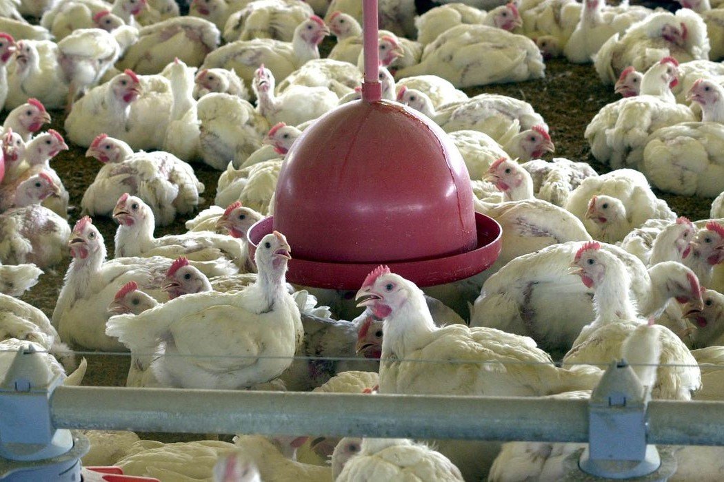 Economia: Argélia abre mercado para carne de frango do Brasil, diz Itamaraty