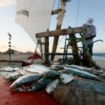 Cultura: 15º Festival da Sardinha tem competição entre Chefs e shows nacionais gratuitos na Praia da Caponga
