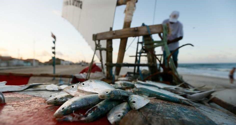 Cultura: 15º Festival da Sardinha tem competição entre Chefs e shows nacionais gratuitos na Praia da Caponga