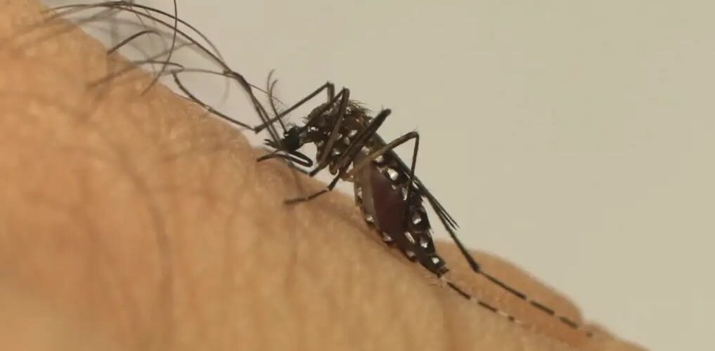Dengue faz três estados e DF decretarem situação de emergência