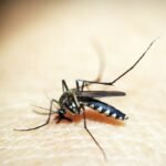 Rio de Janeiro entra em situação de emergência devido a casos de dengue