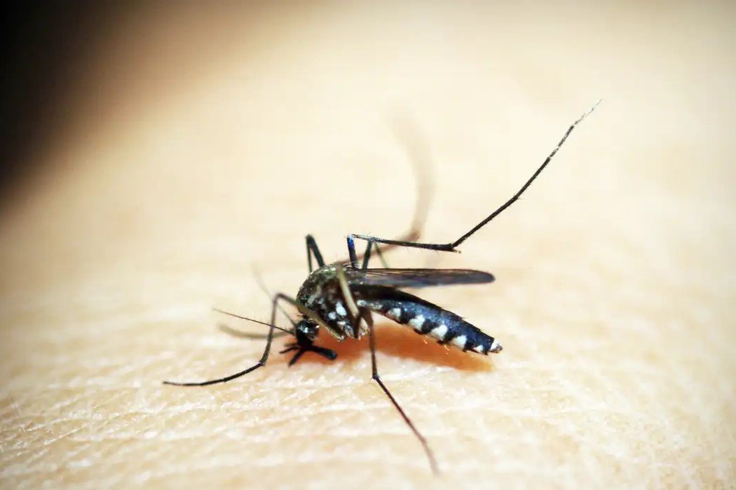 Rio de Janeiro entra em situação de emergência devido a casos de dengue