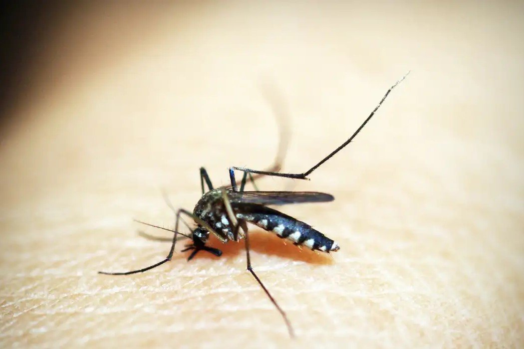 Saúde: Entenda por que hemorragia não é o principal sintoma da dengue grave