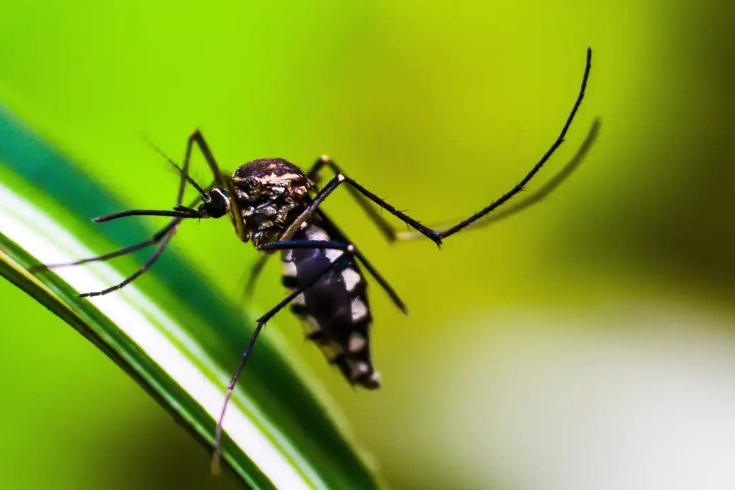 Saúde: Mudanças climáticas podem ampliar infestação de mosquito Aedes no Rio
