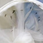 Brasil tem 391 mortes por dengue