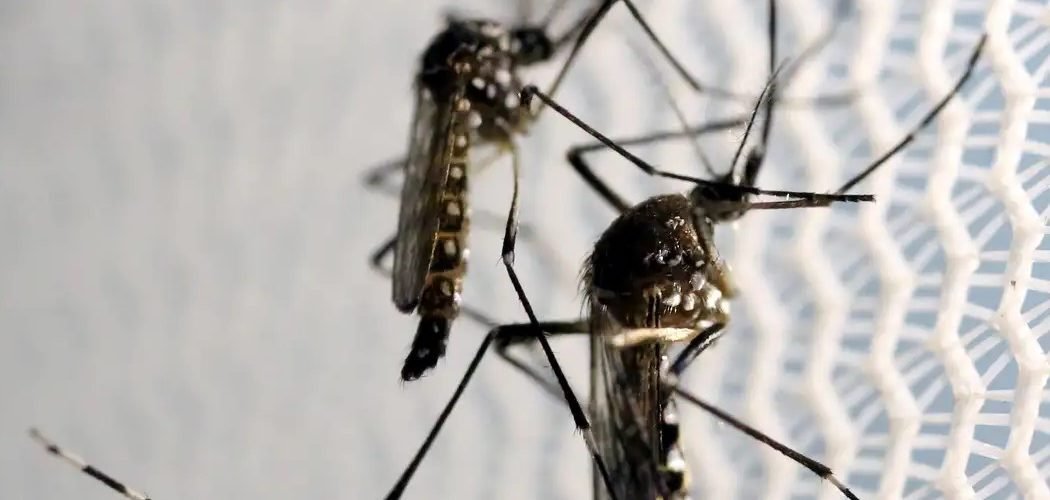 Crianças de até 5 anos morrem mais de dengue, revela pesquisa