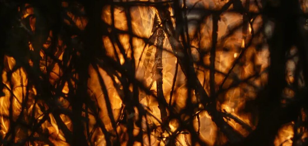 Meio Ambiente: Entenda a estratégia do Brasil para a transformação ecológica