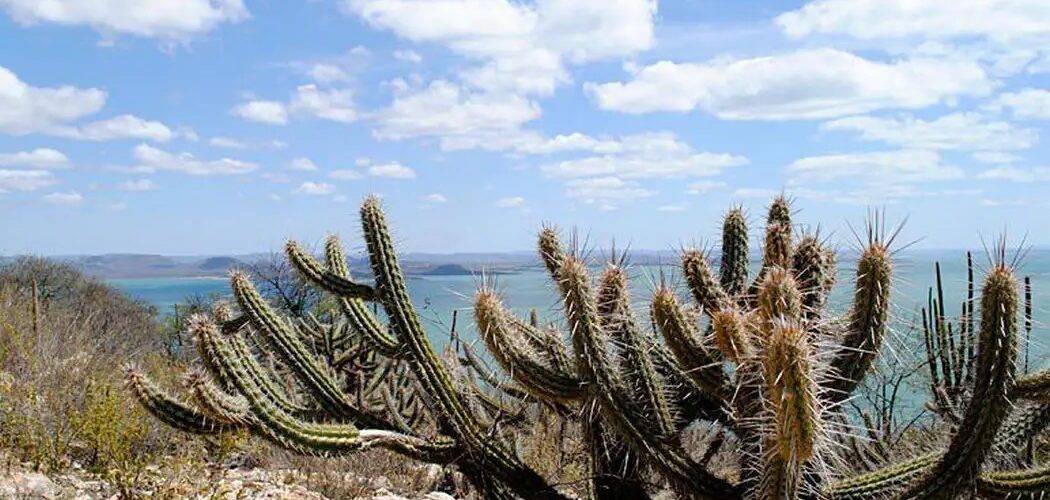Brasil já perdeu 34 milhões dos 82,6 milhões de hectares da Caatinga