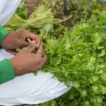 Campo Ouro Verde explica os benefícios de incluir o coentro na alimentação
