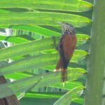 Descoberta rara Limpa-folhas-do-buriti é avistado no Dia Nacional da Caatinga