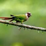 Associação Caatinga e ONG Aquasis promovem a reintrodução na natureza de ave ameaçada de extinção