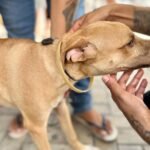 Sepa e Centec lançam programa Pet Protegido Ceará com distribuição gratuita de 6 mil coleiras antiparasitárias