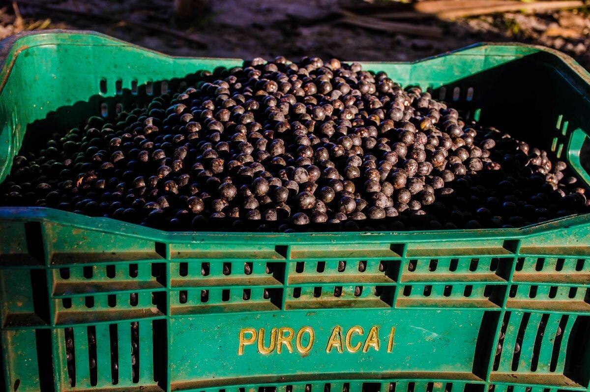 Açaí: benefícios, mitos e respostas para suas dúvidasq