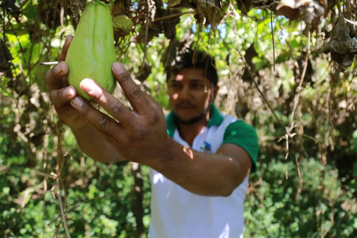 Ceará Sem Fome impulsiona agricultura familiar na Serra da Ibiapaba