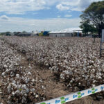 Faec lança Algodão do Ceará durante Encontro de Produtores Rurais, na ExpoCariri