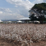 Primeira edição da ExpoCariri reúne tecnologia, inovação e sustentabilidade no Campo em Barbalha