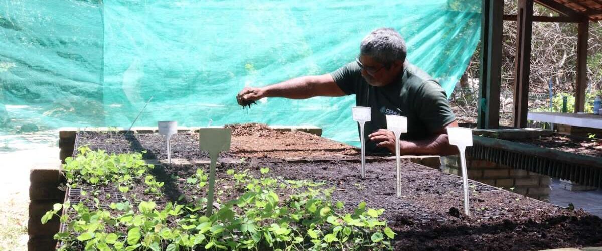 Sema distribui mais de 215 mil mudas de espécies nativas em 2024