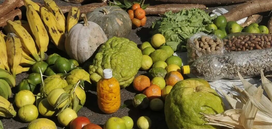 Economia: Decreto institui Desenrola Rural que ajudará 1,3 milhão de famílias