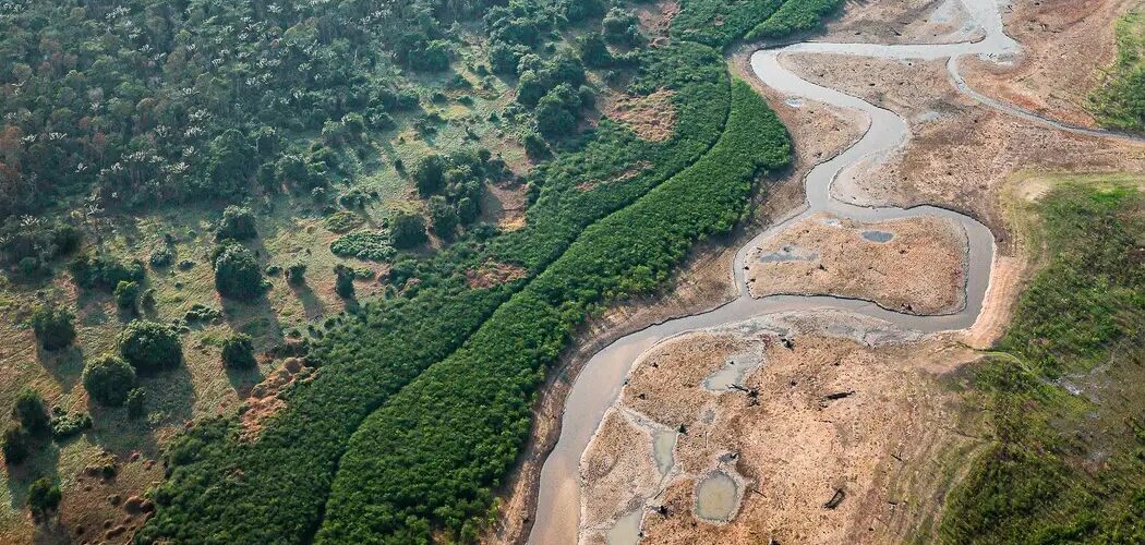 Saúde: Pesquisa com bactérias na Amazônia pode desenvolver novos medicamentos