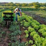Mudanças climáticas elevam preços dos alimentos e ameaçam segurança alimentar