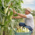 Banco do Nordeste destina R$ 21,8 bi ao Plano Safra 2024-2025, com R$ 10,2 bi previsto até junho