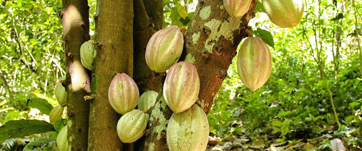 Dia do Cacau: Fiscalização rigorosa garante qualidade e protege produção nacional