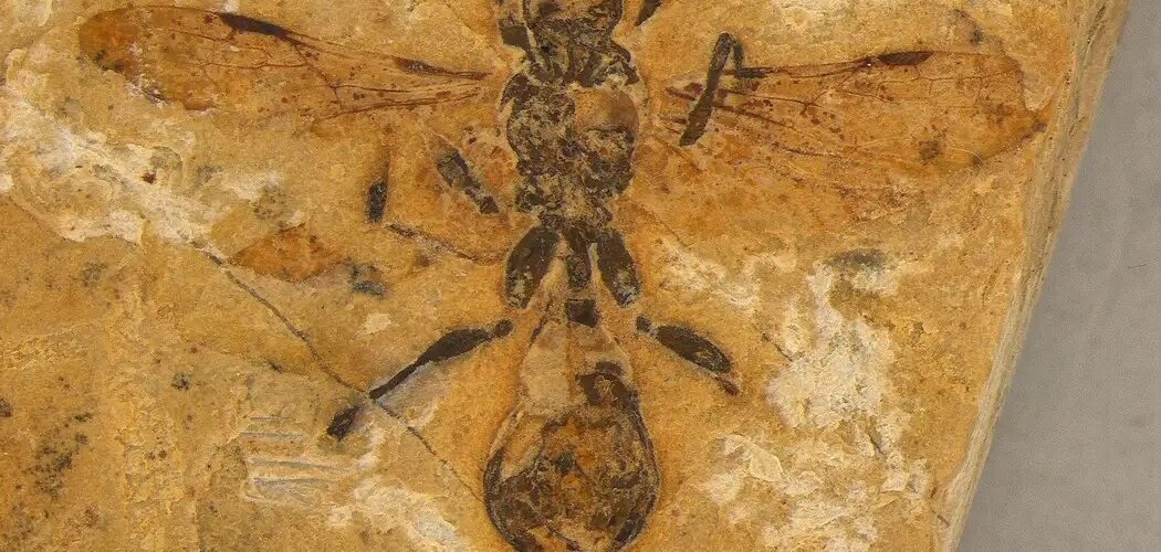 Paleontologia: Fóssil encontrado no Brasil revela a formiga mais antiga já registrada