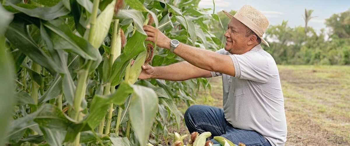 Agronegócio: Aumento da safra de milho no Brasil pode reduzir inflação dos alimentos