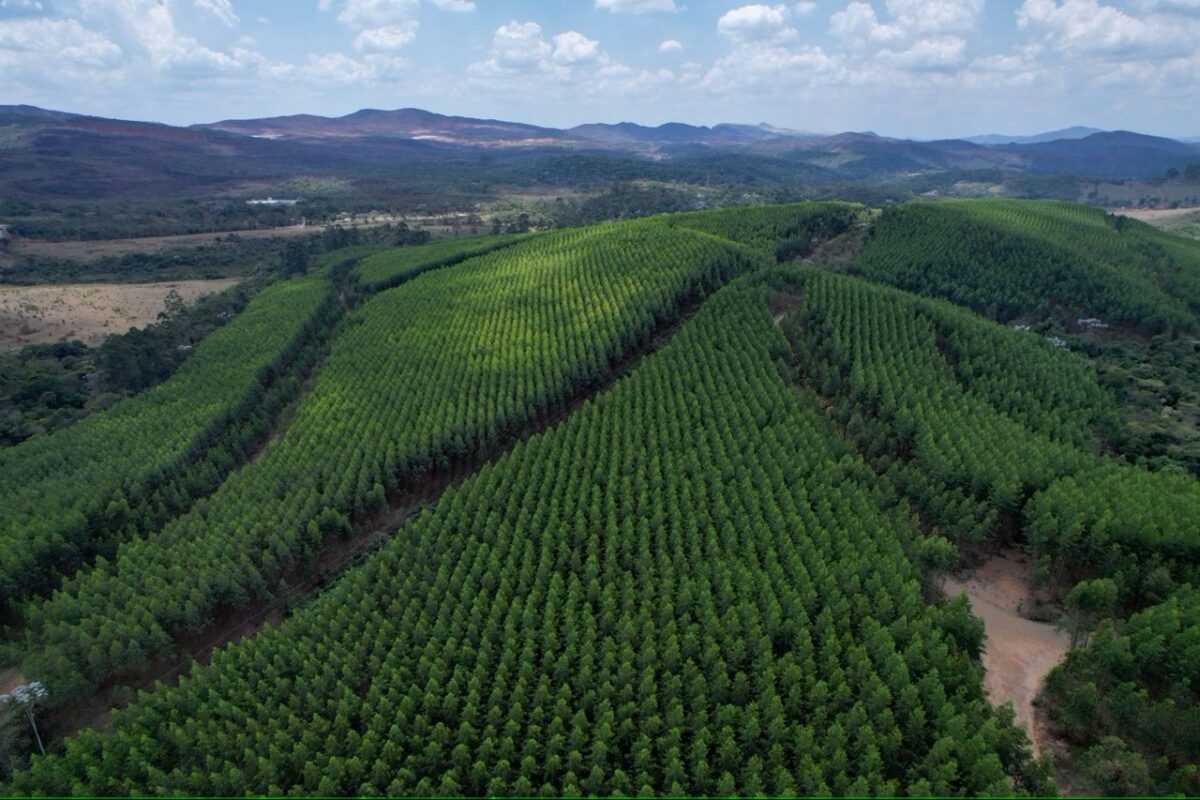 Economia: Minas Gerais desponta como nova fronteira da silvicultura no Brasil com 22 milhões de hectares viáveis