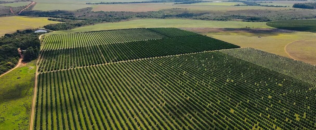 Agronegócio: Brasil sofre impacto com nova tarifa de Trump sobre produtos agropecuários exportados aos EUA