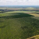 Agronegócio: Brasil sofre impacto com nova tarifa de Trump sobre produtos agropecuários exportados aos EUA