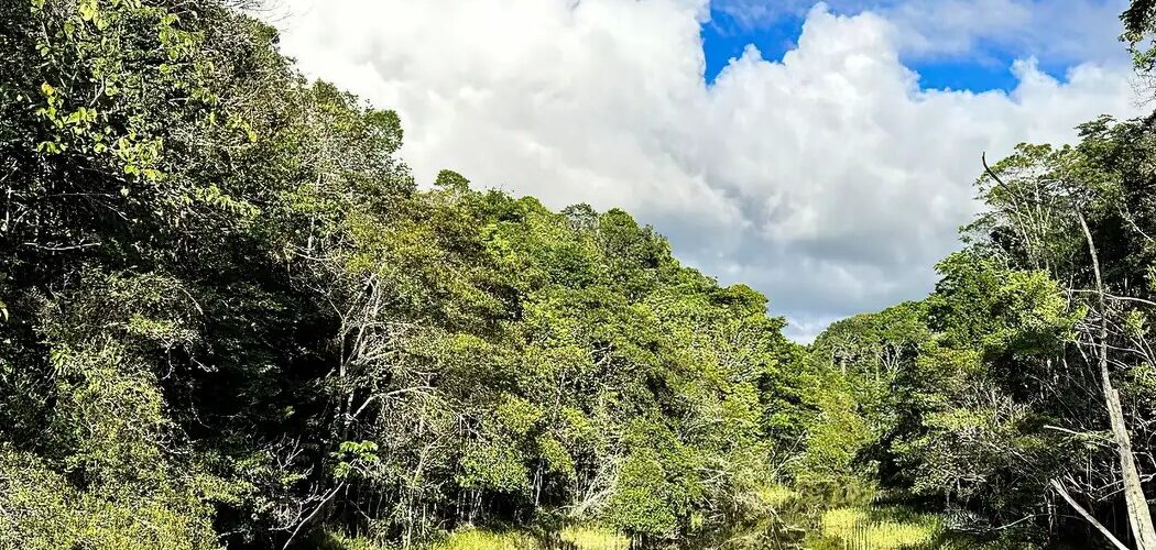 Meio Ambiente: Plataforma com inteligência artificial identifica áreas prioritárias para restauração ambiental no Brasil