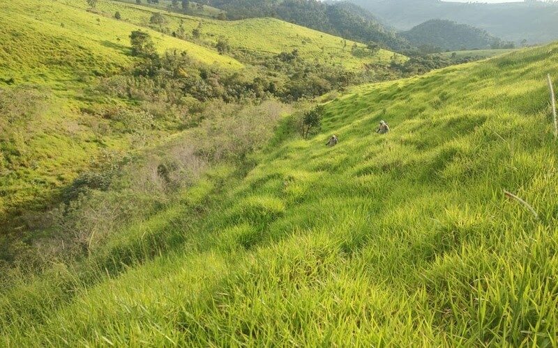 Meio Ambiente: Projeto Plantar Vida avança na restauração de áreas ambientais na Bacia do Rio Camanducaia