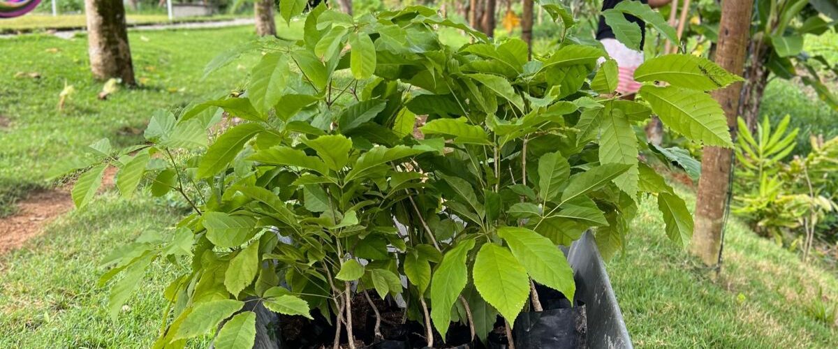 Meio Ambiente: Brasterra planta mais de 2.800 mudas nativas e preserva 6,26 hectares de floresta em Guaramiranga