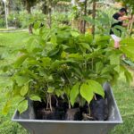 Meio Ambiente: Brasterra planta mais de 2.800 mudas nativas e preserva 6,26 hectares de floresta em Guaramiranga