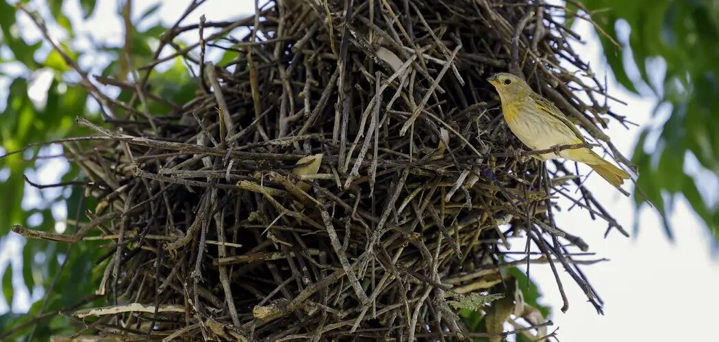 Meio Ambiente: Desmatamento na Mata Atlântica cai 14% em 2024, mas perdas em matas maduras continuam críticas