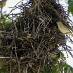 Meio Ambiente: Desmatamento na Mata Atlântica cai 14% em 2024, mas perdas em matas maduras continuam críticas