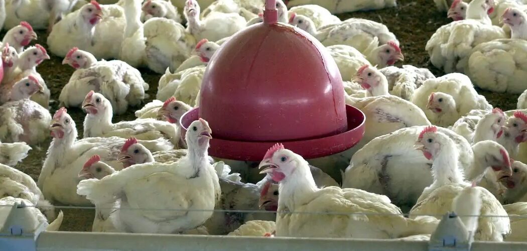 Economia: China, União Europeia e Argentina suspendem importação de carne de frango do Brasil após foco de gripe aviária