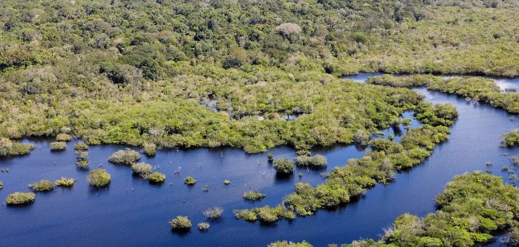 Meio Ambiente: Desmatamento cai em cinco dos seis biomas do Brasil em 2024, aponta Mapbiomas