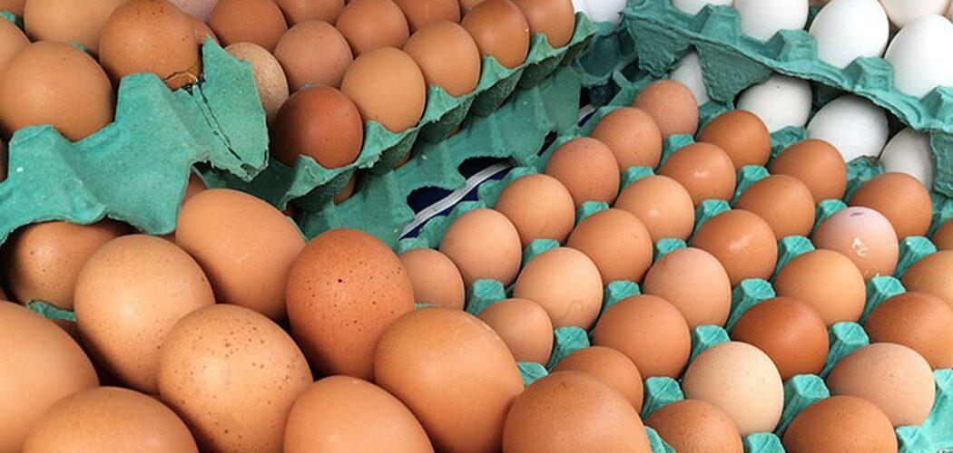 Agronegócio: Minas Gerais descarta 450 toneladas de ovos férteis após foco de gripe aviária no RS