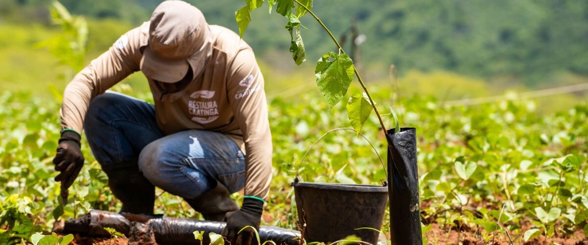 Meio Ambiente: Desertificação ameaça a Caatinga e coloca o futuro do semiárido em risco