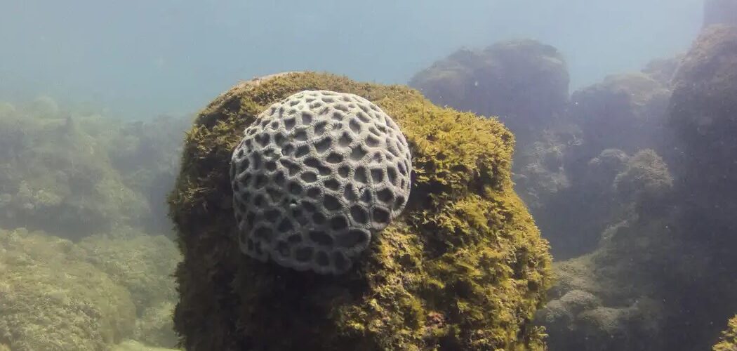 Meio Ambiente: Unesco reconhece projeto brasileiro que atua na preservação de corais em Pernambuco